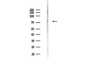 anti-MX dynamin like GTPase 2 (MX2) (Internal Region) antibody