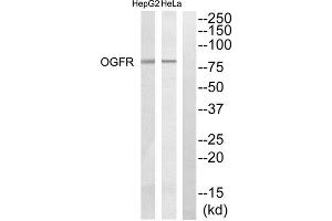 Western blot analysis of extracts from Hela cells and HepG2 cells, using OGFR antibody. (OGFR anticorps  (Internal Region))