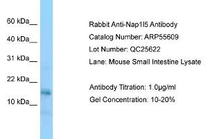 Western Blotting (WB) image for anti-Nucleosome Assembly Protein 1-Like 5 (NAP1L5) (Middle Region) antibody (ABIN2786284) (NAP1L5 anticorps  (Middle Region))