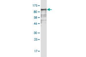 Western Blot detection against Immunogen (88. (FAM200A anticorps  (AA 1-573))