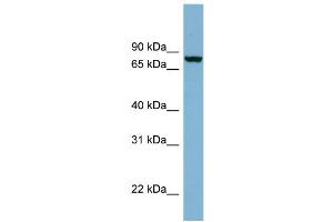 WB Suggested Anti-NCDN Antibody Titration: 0. (NCDN anticorps  (N-Term))