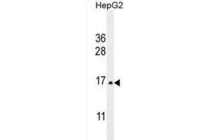 Western Blotting (WB) image for anti-Cystatin 9 (Testatin) (CST9) antibody (ABIN2995994) (CST9 anticorps)