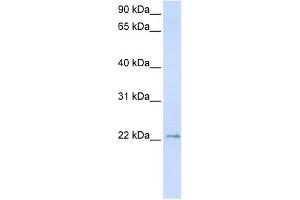 TMEM9 antibody used at 1 ug/ml to detect target protein. (TMEM9 anticorps  (C-Term))