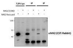Immunoprecipitation (IP) image for anti-Mitogen-Activated Protein Kinase-Activated Protein Kinase 2 (MAPKAPK2) antibody (ABIN5903087) (MAPKAP Kinase 2 anticorps)