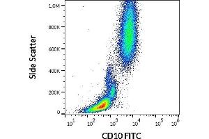 Flow cytometry surface staining pattern of human peripheral whole blood stained using anti-human CD10 (LT10) FITC (20 μL reagent / 100 μL of peripheral whole blood). (MME anticorps  (FITC))