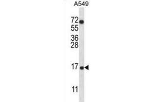 Western Blotting (WB) image for anti-Cytochrome C Oxidase Subunit VIIa Polypeptide 2 Like (COX7A2L) antibody (ABIN2996672) (COX7A2L anticorps)