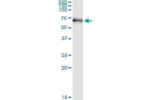 Immunoprecipitation of RIOK3 transfected lysate using anti-RIOK3 MaxPab rabbit polyclonal antibody and Protein A Magnetic Bead , and immunoblotted with RIOK3 purified MaxPab mouse polyclonal antibody (B01P) .