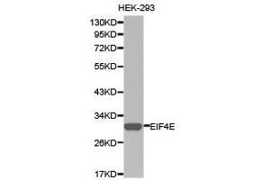 Western Blotting (WB) image for anti-Eukaryotic Translation Initiation Factor 4E (EIF4E) antibody (ABIN1872499) (EIF4E anticorps)