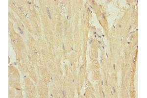 Immunohistochemistry of paraffin-embedded human heart tissue using ABIN7160546 at dilution of 1:100
