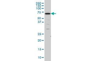 SHC2 monoclonal antibody (M01), clone 4A4 Western Blot analysis of SHC2 expression in IMR-32 .