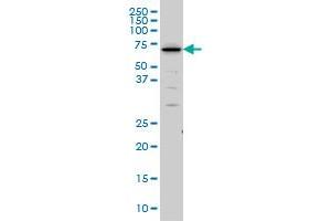SHC2 monoclonal antibody (M01), clone 4A4 Western Blot analysis of SHC2 expression in IMR-32 . (SHC2 anticorps  (AA 718-829))