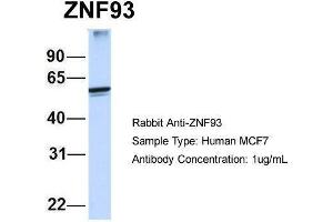 Human MCF7; Host:Rabbit. (ZNF93 anticorps)