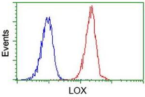 Image no. 2 for anti-Lysyl Oxidase (LOX) (AA 22-168) antibody (ABIN1491217) (LOX anticorps  (AA 22-168))