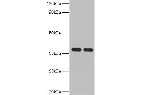 GALM Antikörper  (AA 2-342)