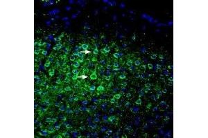 Expression of ASIC5 in mouse cortex - Immunohistochemical staining of perfusion-fixed frozen mouse brain sections with Anti-ASIC5 (extracellular) Antibody (ABIN7042919, ABIN7045260 and ABIN7045261), (1:200), followed by goat-anti-rabbit-AlexaFluor-488.