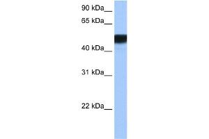 WB Suggested Anti-HNF4G Antibody Titration:  0. (HNF4 gamma anticorps  (N-Term))