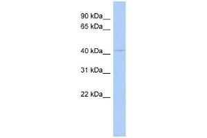 Western Blot showing TUSC4 antibody used at a concentration of 1-2 ug/ml to detect its target protein. (NPRL2 anticorps  (N-Term))