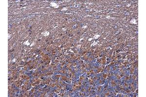 IHC-P Image Nodal antibody detects NODAL protein at cytoplasm in rat brain by immunohistochemical analysis.