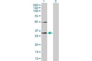 Western Blot analysis of EFNA3 expression in transfected 293T cell line by EFNA3 MaxPab polyclonal antibody.