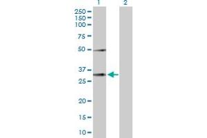 Western Blot analysis of EFNA3 expression in transfected 293T cell line by EFNA3 MaxPab polyclonal antibody. (Ephrin A3 anticorps  (AA 1-238))