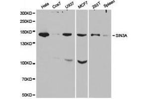 Western Blotting (WB) image for anti-SIN3 homolog A, transcription regulator (SIN3A) antibody (ABIN1874781) (SIN3A anticorps)