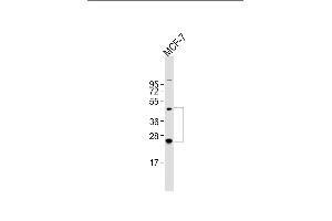 Anti-HABP2 Antibody (C-term) at 1:2000 dilution + MCF-7 whole cell lysate Lysates/proteins at 20 μg per lane. (HABP2 anticorps  (C-Term))