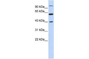 LETM2 antibody used at 1 ug/ml to detect target protein. (LETM2 anticorps  (N-Term))