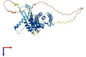 AlphaFold protein structure predicition of Mouse Recombinant Noxa1 Protein, UniprotID Q8CJ00