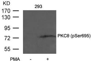 Western blot analysis of extracts from 293 cells untreated or treated with PMA using PKCth(Phospho-Ser695) Antibody.
