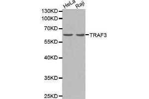 Western blot analysis of extracts of Raji cells lines, using TRAF3 antibody. (TRAF3 anticorps  (AA 1-100))