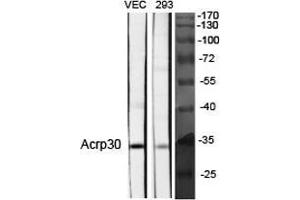 Western Blot (WB) analysis of specific cells using Acrp30 Polyclonal Antibody. (ADIPOQ anticorps  (Internal Region))