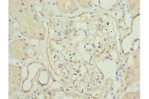 Immunohistochemistry of paraffin-embedded human kidney tissue using ABIN7173722 at dilution of 1:100 (TPPP2 anticorps  (AA 1-170))