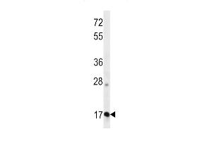 OO Antibody (N-term ) 13324a western blot analysis in K562 cell line lysates (35 μg/lane). (APOO anticorps  (N-Term))