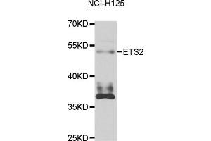 Western blot analysis of extracts of NCL-H125 cell line, using ETS2 antibody. (ETS2 anticorps)