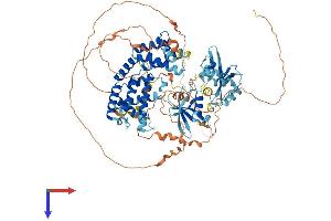 AlphaFold protein structure predicition of Mouse Recombinant Rin1 Protein, UniprotID Q921Q7