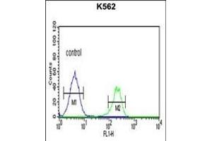 CH Antibody (Center) (ABIN651719 and ABIN2840373) flow cytometric analysis of K562 cells (right histogram) compared to a negative control cell (left histogram). (PMCH anticorps  (AA 94-122))
