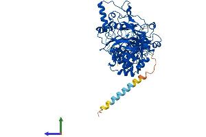 AlphaFold protein structure predicition of Human Recombinant GALNT4 Protein, UniprotID Q8N4A0