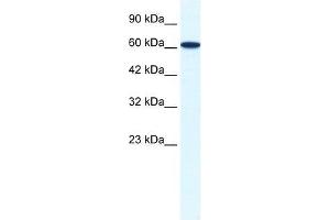 ZNF266 antibody used at 1. (ZNF266 anticorps  (N-Term))