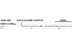 CUT&Tag was performed using the CUT&TagAssayKit(pAG-Tn5)forIllumina (RK20265) from 105 K562 cells with 5 ug CDK9 Rabbit mAb,along with a Goat Anti-Rabbit IgG(H+L).