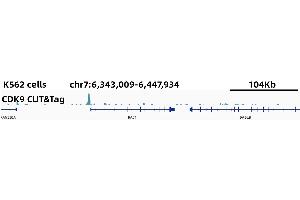 CUT&Tag was performed using the CUT&TagAssayKit(pAG-Tn5)forIllumina (RK20265) from 105 K562 cells with 5 ug CDK9 Rabbit mAb,along with a Goat Anti-Rabbit IgG(H+L). (CDK9 anticorps)