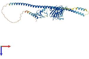 AlphaFold protein structure predicition of Mouse Recombinant Triml1 Protein, UniprotID Q8BVP1