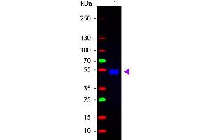 Western Blot of Goat anti-Rat IgG Fluorescein Conjugated Antibody. (Chèvre anti-Rat IgG (Heavy & Light Chain) Anticorps (FITC) - Preadsorbed)