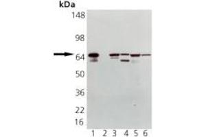 Western blot analysis of HSP70 pAb: Lane 1: HSP70 (HSP72) Recombinant Human Protein, Lane 2: HSC70 (HSP73) Recombinant Bovine Protein (negative control), Lane 3: HeLa Cell Lysate, Heat Shocked, Lane 4: PC-12 Cell Lysate, Heat Shocked, Lane 5: Vero Cell Lysate, Heat Shocked, Lane 6: CHO-K1 Cell Lysate, Heat Shocked (HSP70 anticorps)