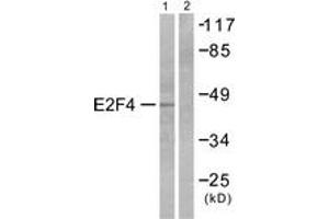 Western blot analysis of extracts from COS7 cells, using E2F4 Antibody. (E2F4 anticorps  (AA 51-100))