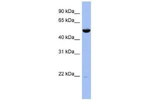 MAP2K7 antibody used at 1 ug/ml to detect target protein. (MAP2K7 anticorps  (Middle Region))
