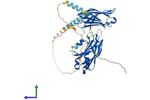 AlphaFold protein structure predicition of Mouse Recombinant Syt2 Protein, UniprotID P46097