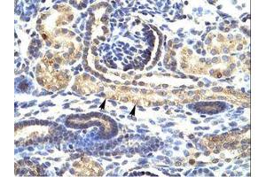 Image no. 1 for anti-SNAIL (SNAI1) (N-Term) antibody (ABIN6735858) (SNAIL anticorps  (N-Term))