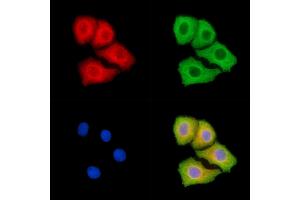 ABIN7094909 and ABIN7098963 staining Hela cells by IF/ICC. (IL23 anticorps)