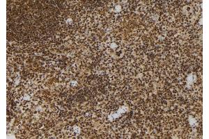 ABIN6272986 at 1/100 staining Mouse spleen tissue by IHC-P. (ADRM1 anticorps  (Internal Region))