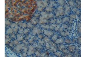 Detection of IGFBP7 in Rat Pancreas Tissue using Polyclonal Antibody to Insulin Like Growth Factor Binding Protein 7 (IGFBP7)